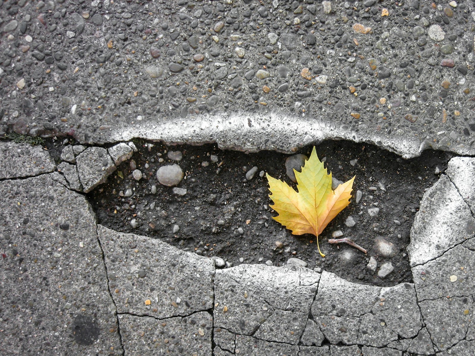 brown maple leaf on gray concrete brick floor